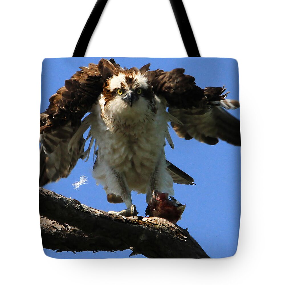 Osprey Tote Bag featuring the photograph Mad Osprey by Roger Becker