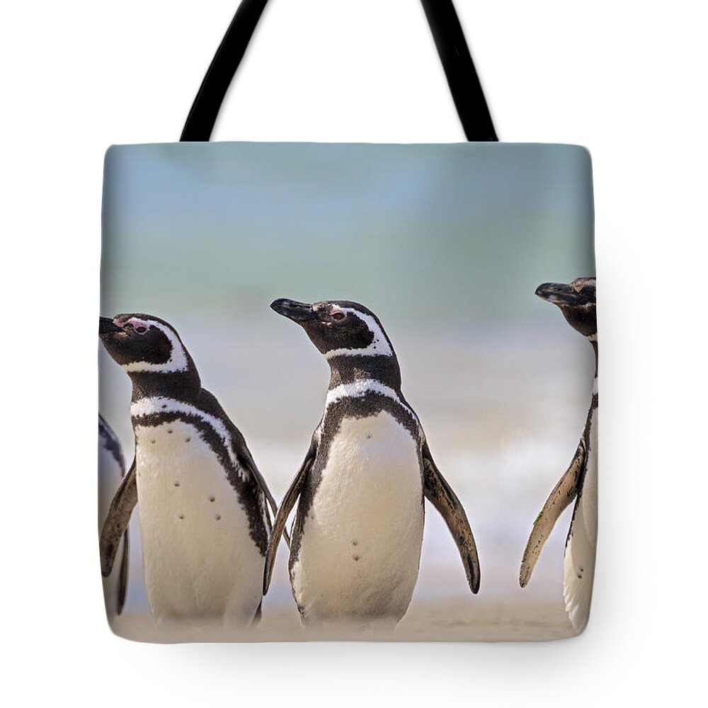 Heike Odermatt Tote Bag featuring the photograph Magellanic Penguins Carcass Island by Heike Odermatt