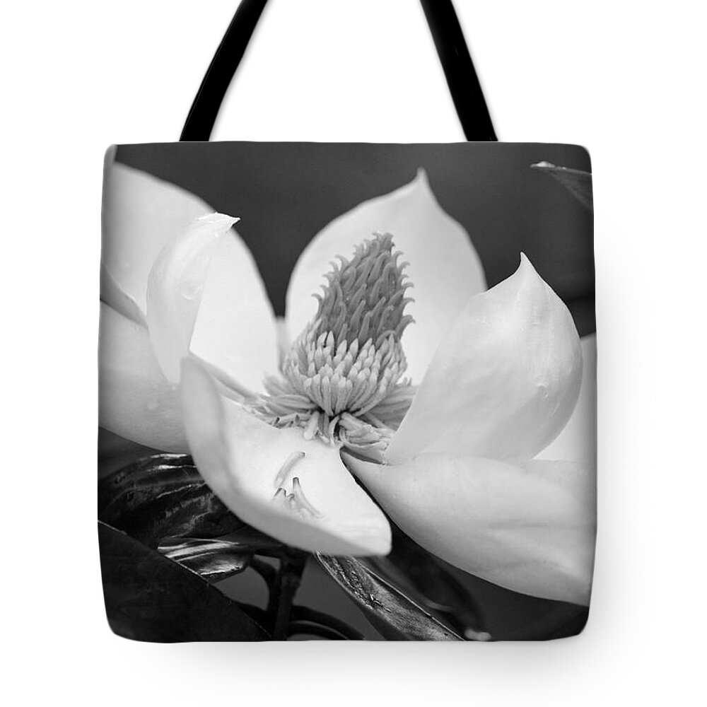 Black And White Tote Bag featuring the photograph Magnolia in May - Black and White by Suzanne Gaff