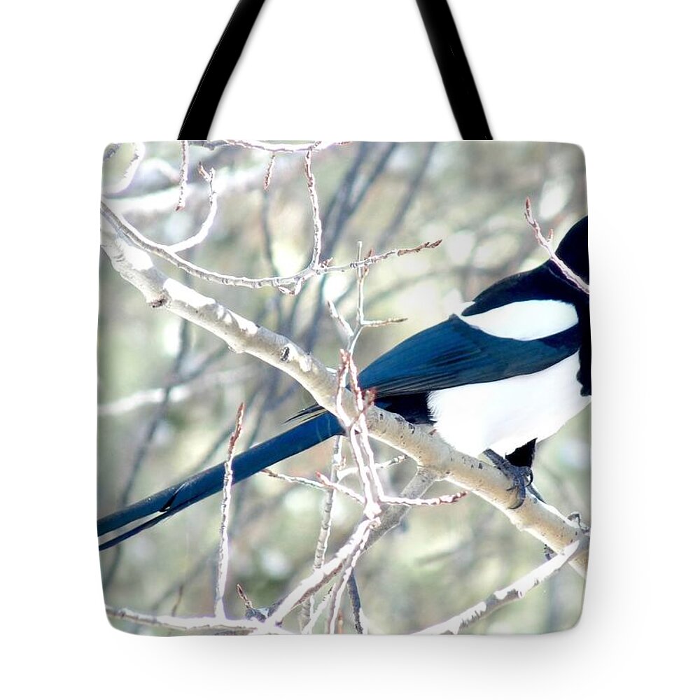 Colorado Tote Bag featuring the photograph Magpie on Aspen Tree by Marilyn Burton