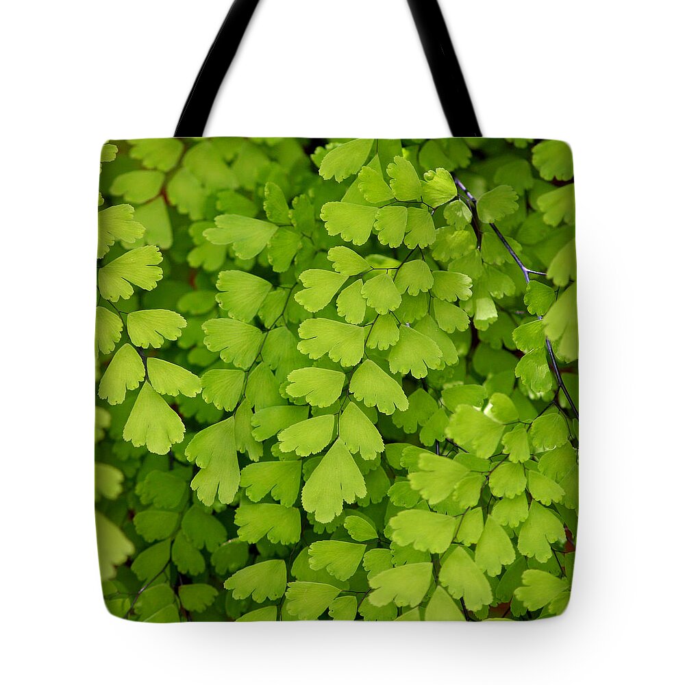 Fern Tote Bag featuring the photograph Maidenhair Fern by Art Block Collections