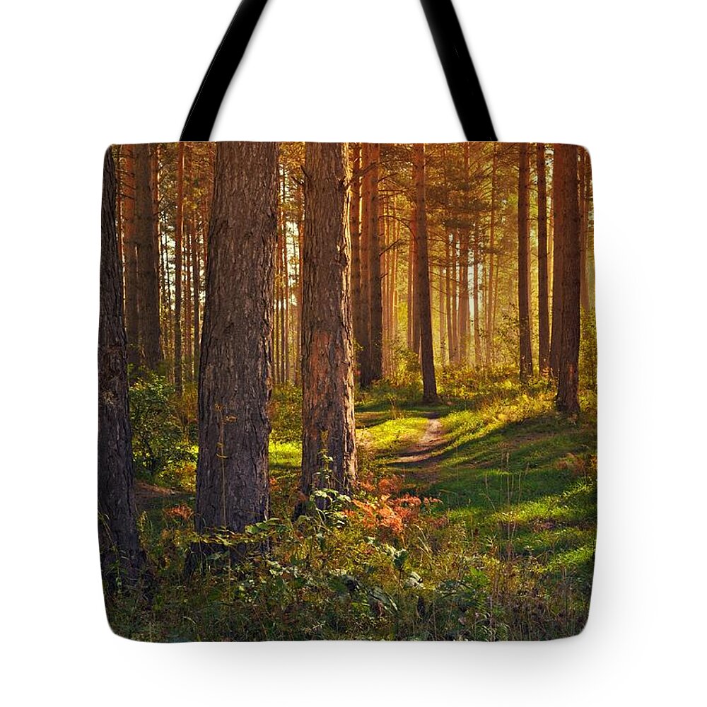 Maine Tote Bag featuring the photograph Maine Pine Forest Bathed in light by Movie Poster Prints