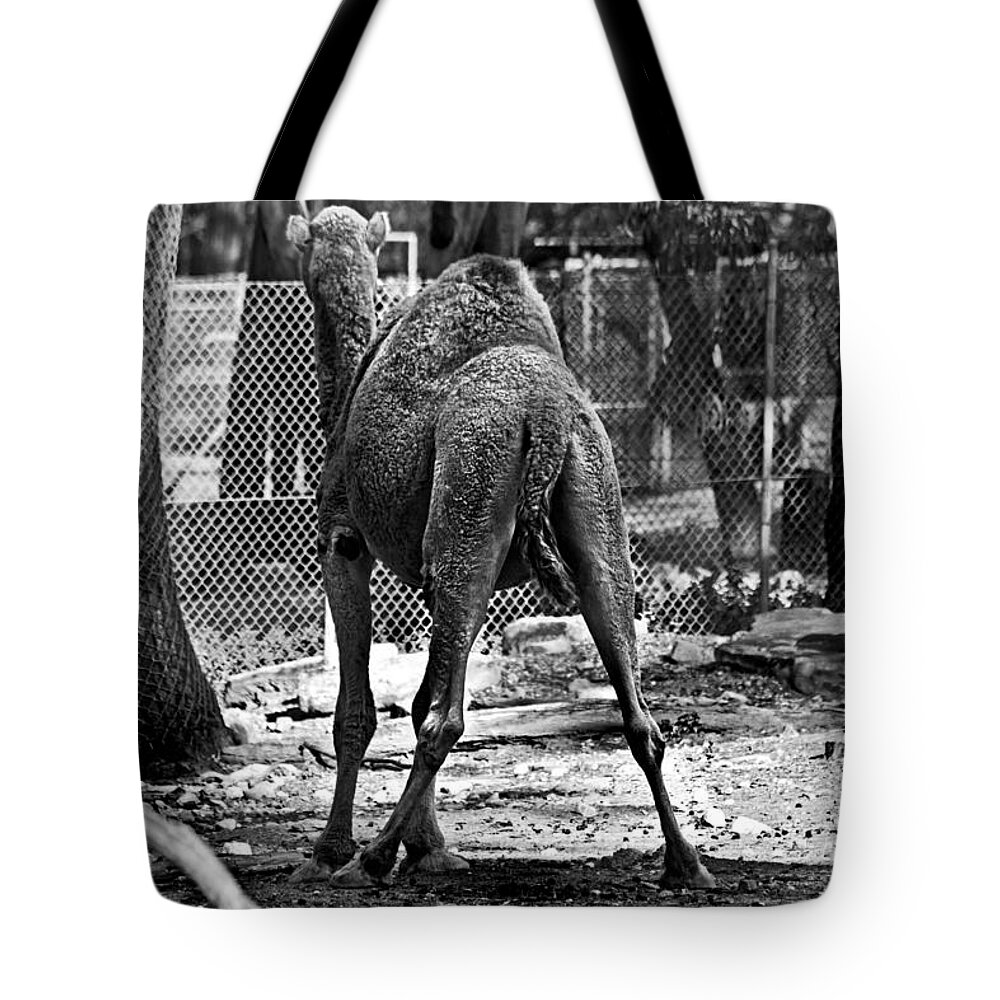 #camel Tote Bag featuring the photograph Making a stand by Miroslava Jurcik