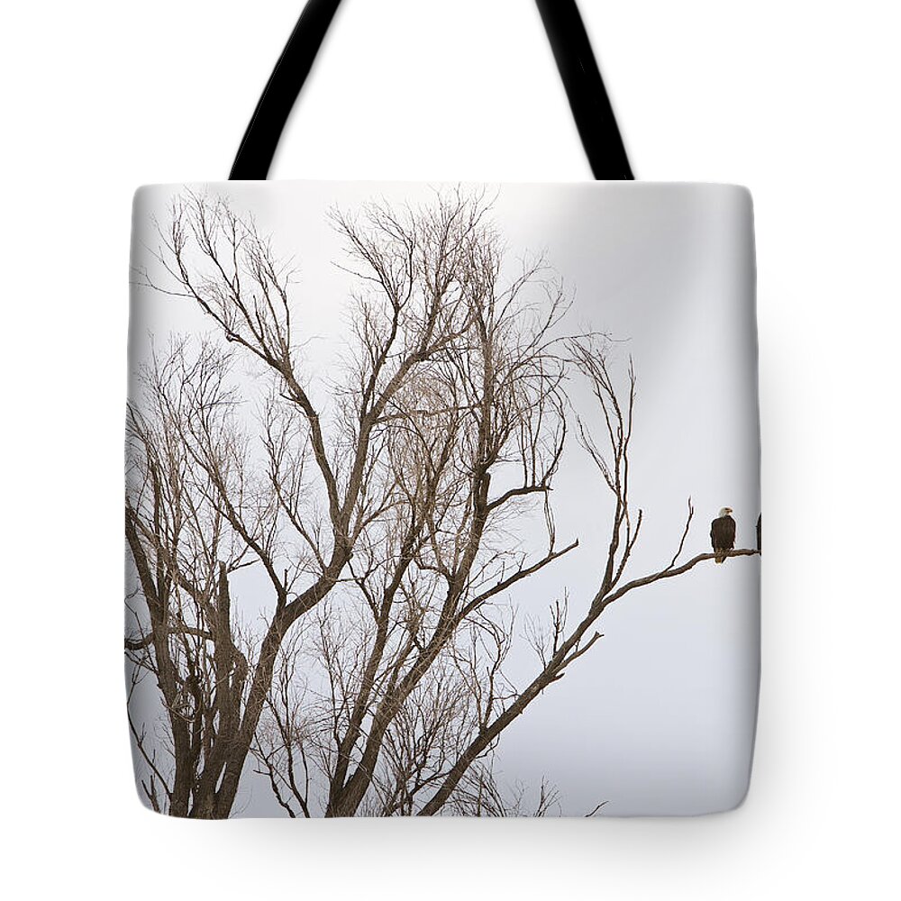 Bald Eagles Tote Bag featuring the photograph Male and Female Bald Eagles by James BO Insogna