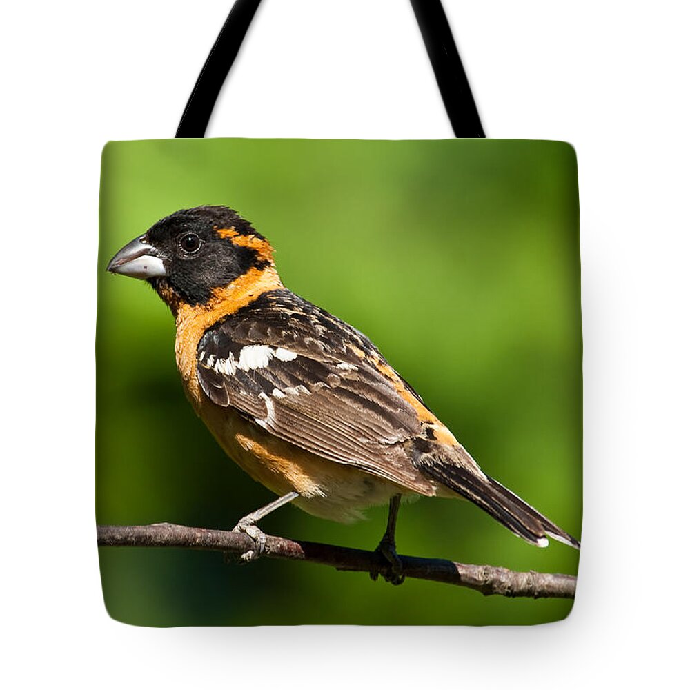 Animal Tote Bag featuring the photograph Male Black Headed Grosbeak in a Tree by Jeff Goulden