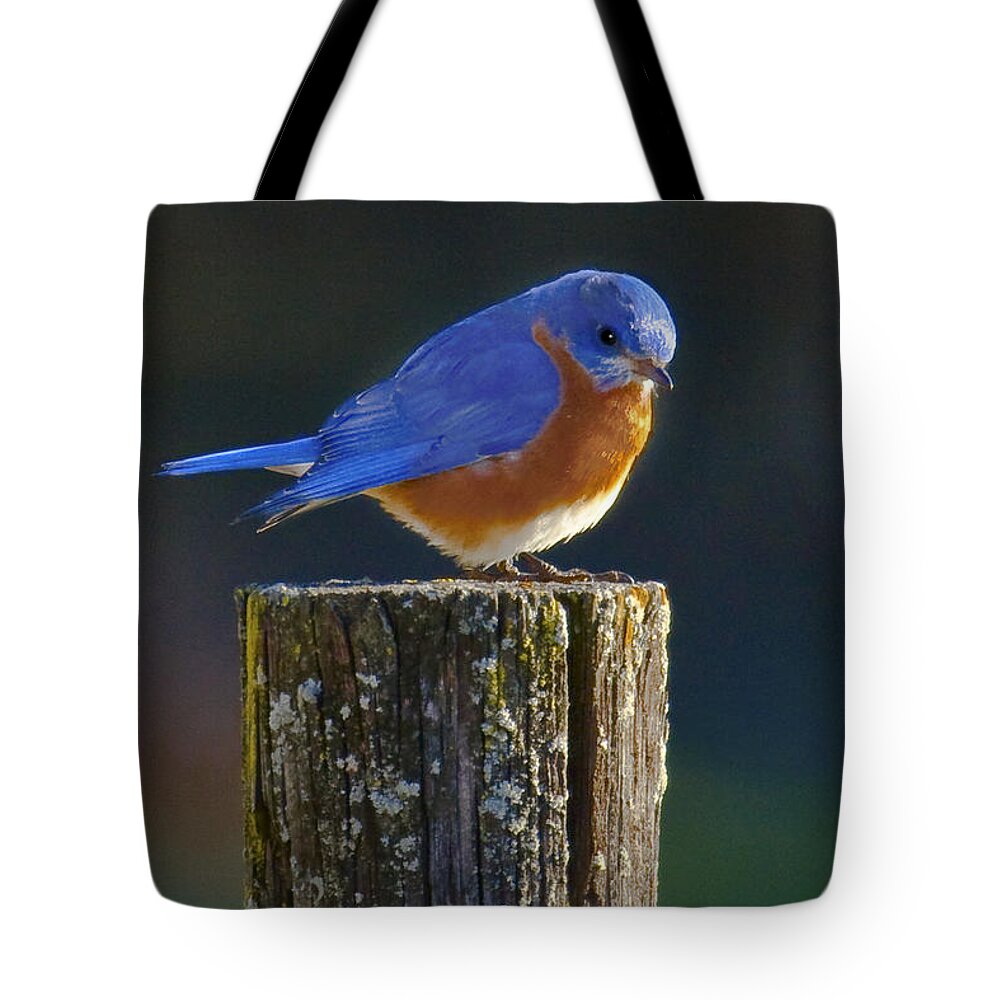 Male Tote Bag featuring the photograph Male Bluebird by Ronald Lutz