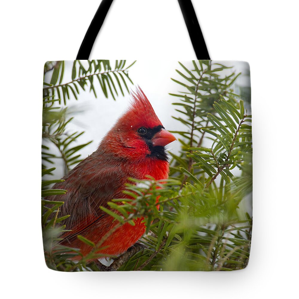 American Bird Tote Bag featuring the photograph Male Cardinal Winter 2013 by David Arment