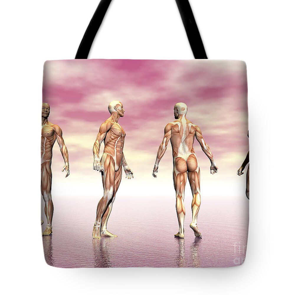 External Oblique Muscles Digital Art Tote Bags
