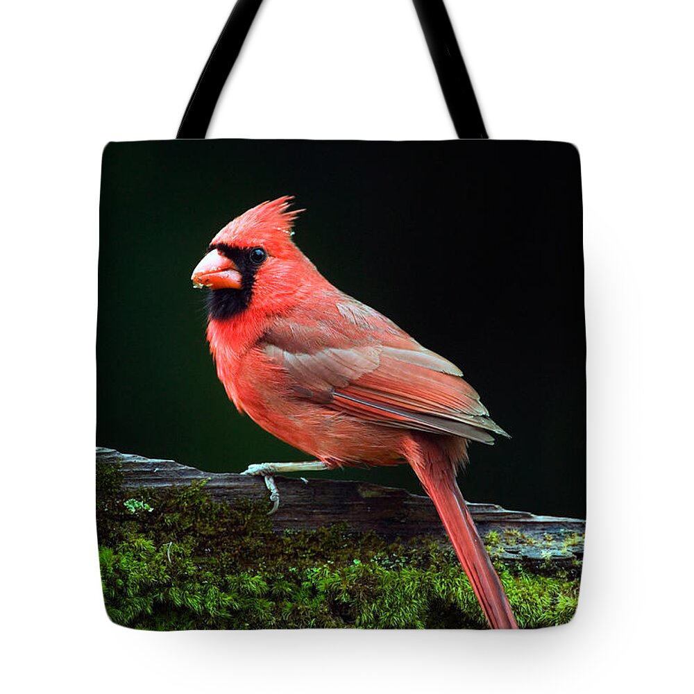 Photography Tote Bag featuring the photograph Male Northern Cardinal Cardinalis by Panoramic Images