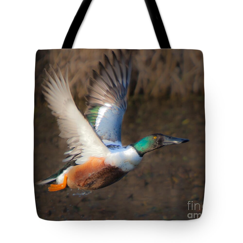 Male Tote Bag featuring the photograph Male Northern Shoveler by Ronald Lutz