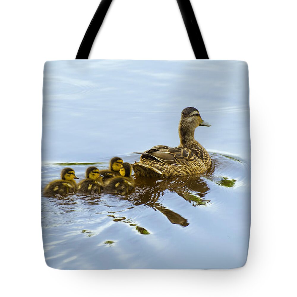 Birds Tote Bag featuring the photograph Mallard and Chicks by Flees Photos