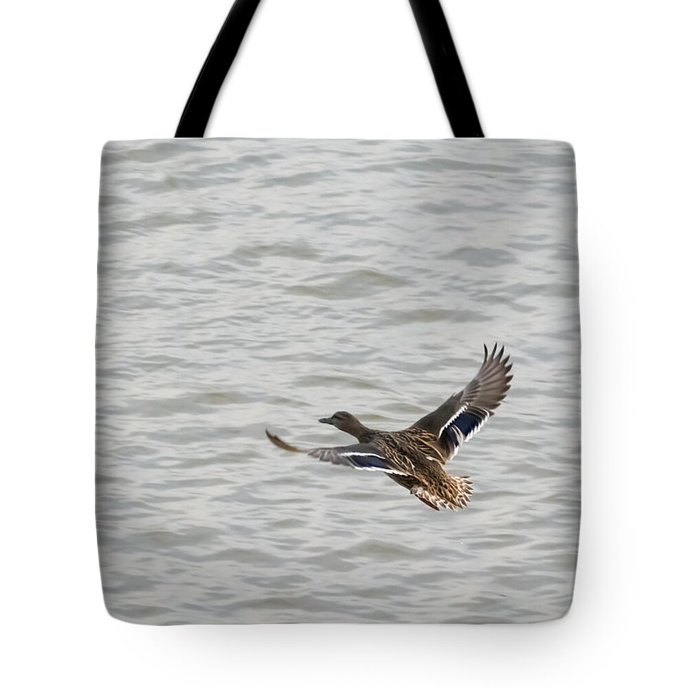 Mallard Tote Bag featuring the photograph Mallard Hen in Flight by Holden The Moment