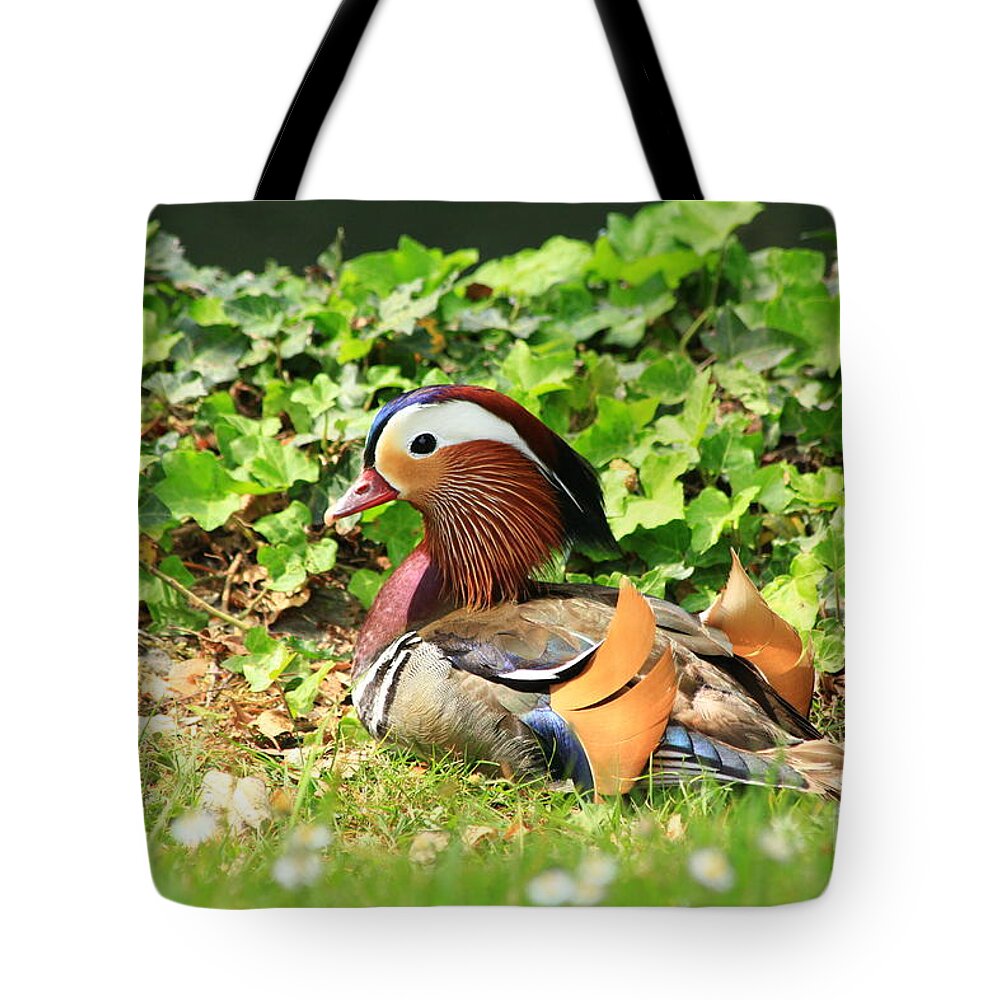 Animal Tote Bag featuring the photograph Mandarin Duck in the grass by Amanda Mohler