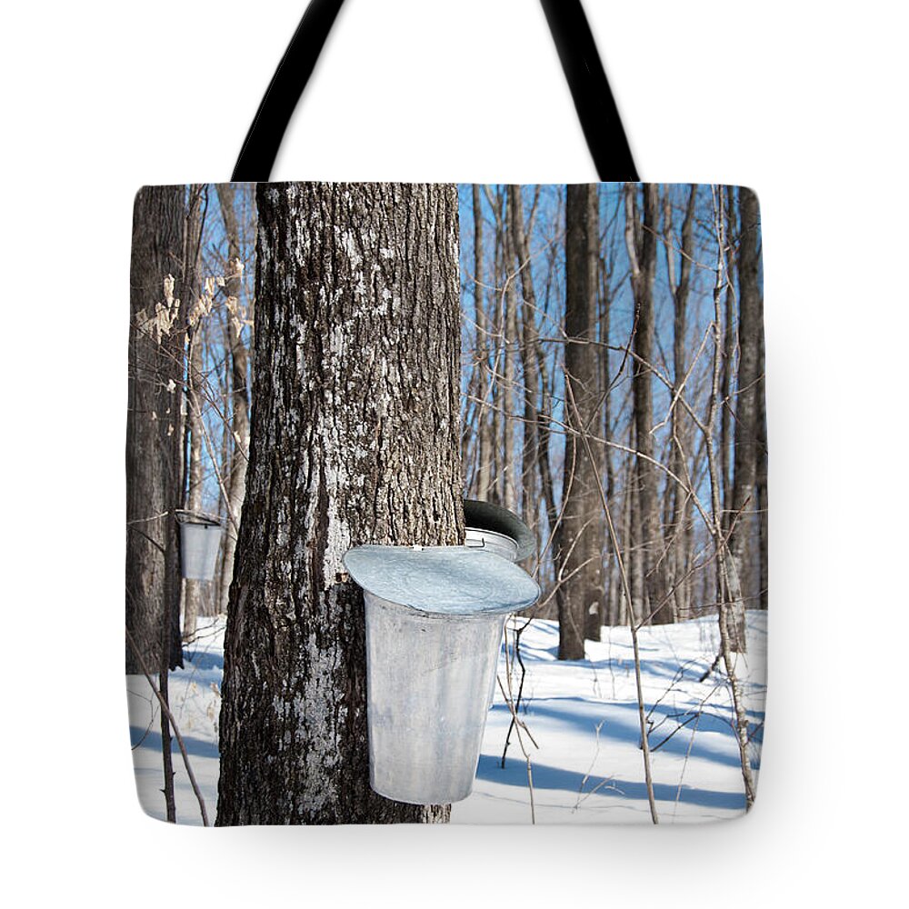 Maple Syrup Tote Bag featuring the photograph Maple Forest by Cheryl Baxter