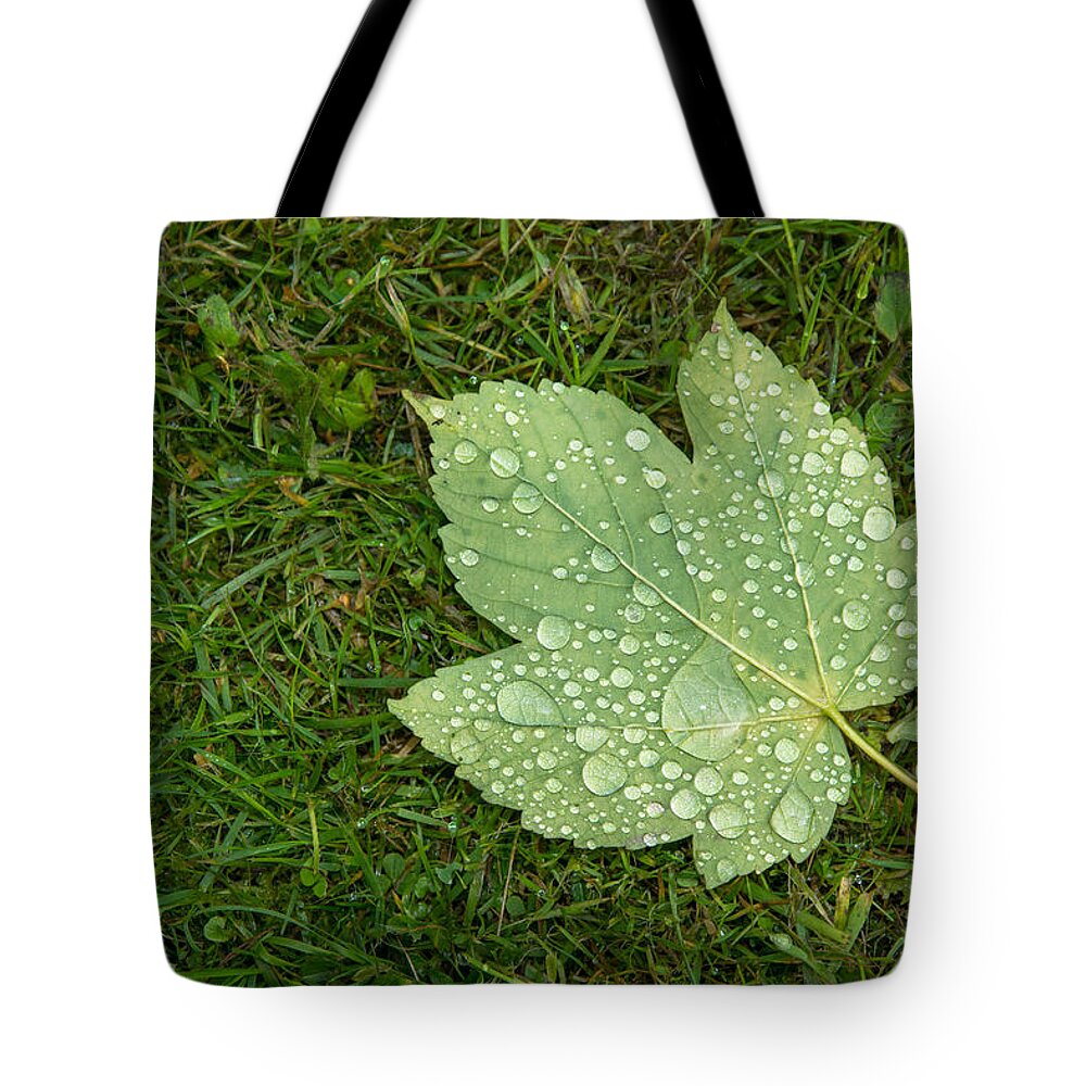 Leaf Tote Bag featuring the photograph Maple Leaf Covered With Raindrops by Andreas Berthold
