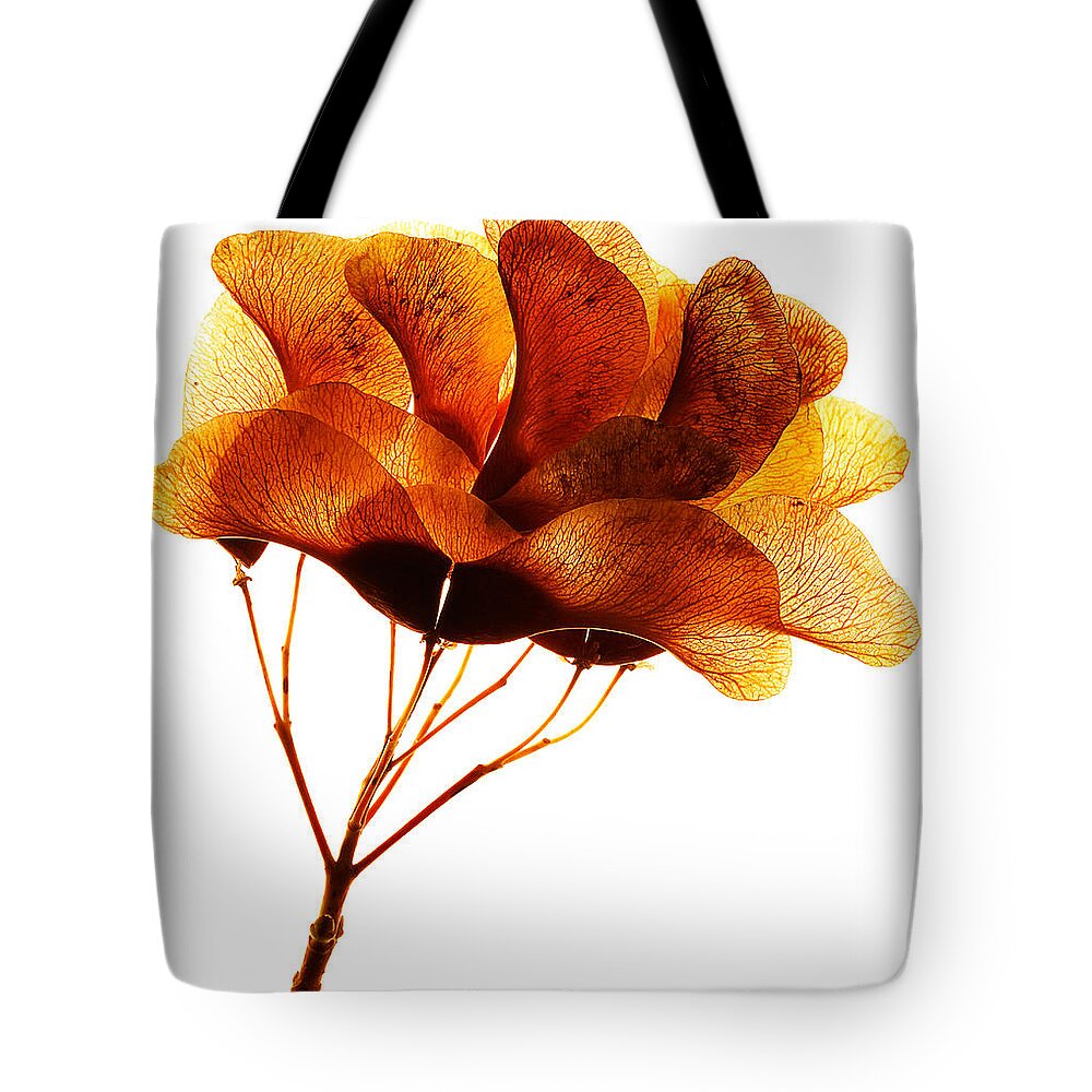 Maple Tote Bag featuring the photograph Maple Seed Pod Cluster by Robert Woodward