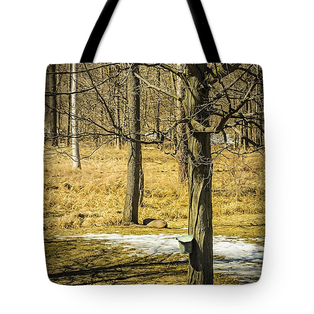Trees Tote Bag featuring the photograph Maple Syrup Time by LeeAnn McLaneGoetz McLaneGoetzStudioLLCcom
