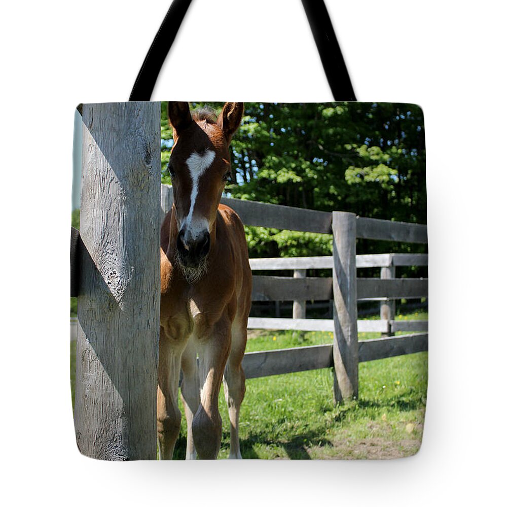 Foal Tote Bag featuring the photograph Mare Foal94 by Janice Byer
