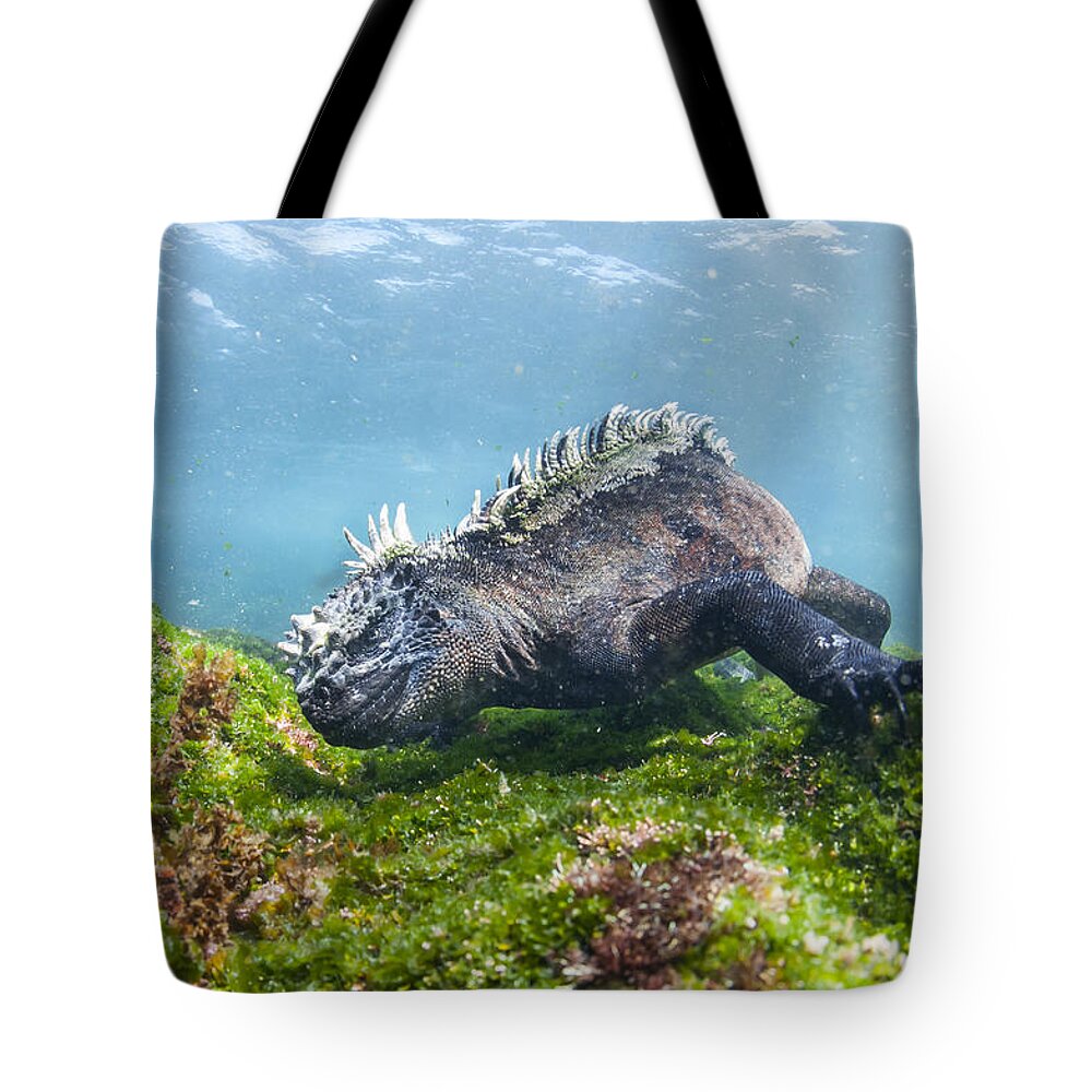 Tui De Roy Tote Bag featuring the photograph Marine Iguana Feeding On Algae Punta by Tui De Roy