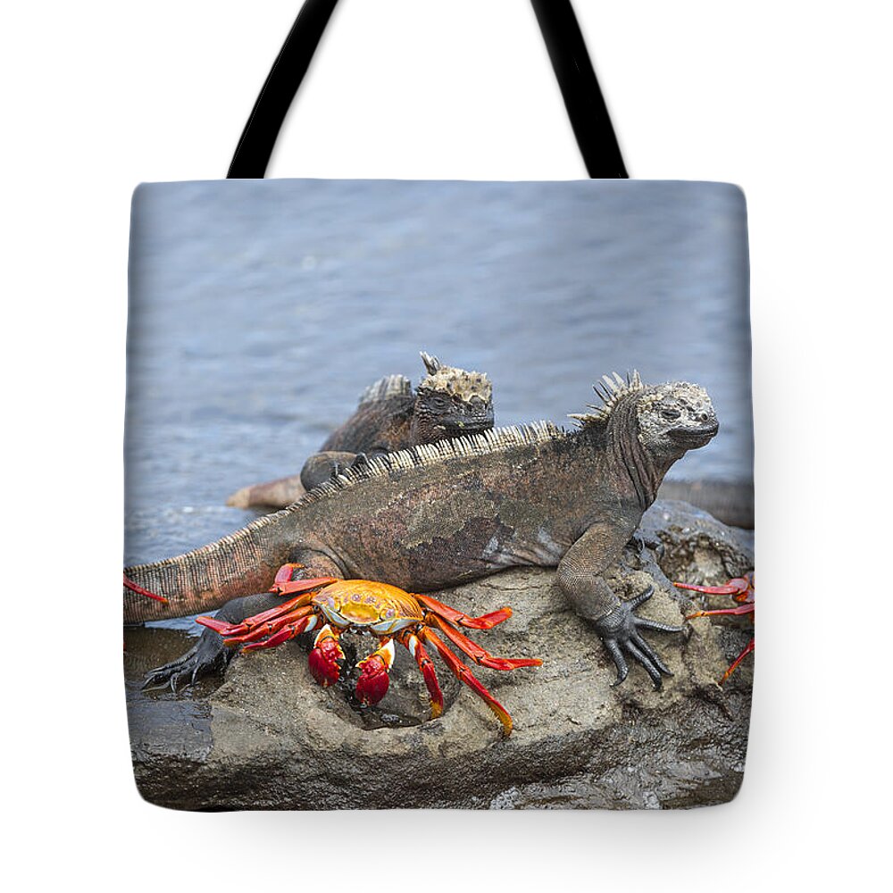 Tui De Roy Tote Bag featuring the photograph Marine Iguana Pair And Sally Lightfoot by Tui De Roy
