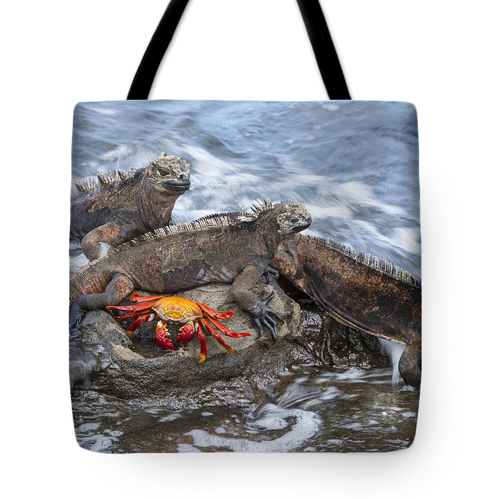 Tui De Roy Tote Bag featuring the photograph Marine Iguana Trio And Sally Lightfoot by Tui De Roy