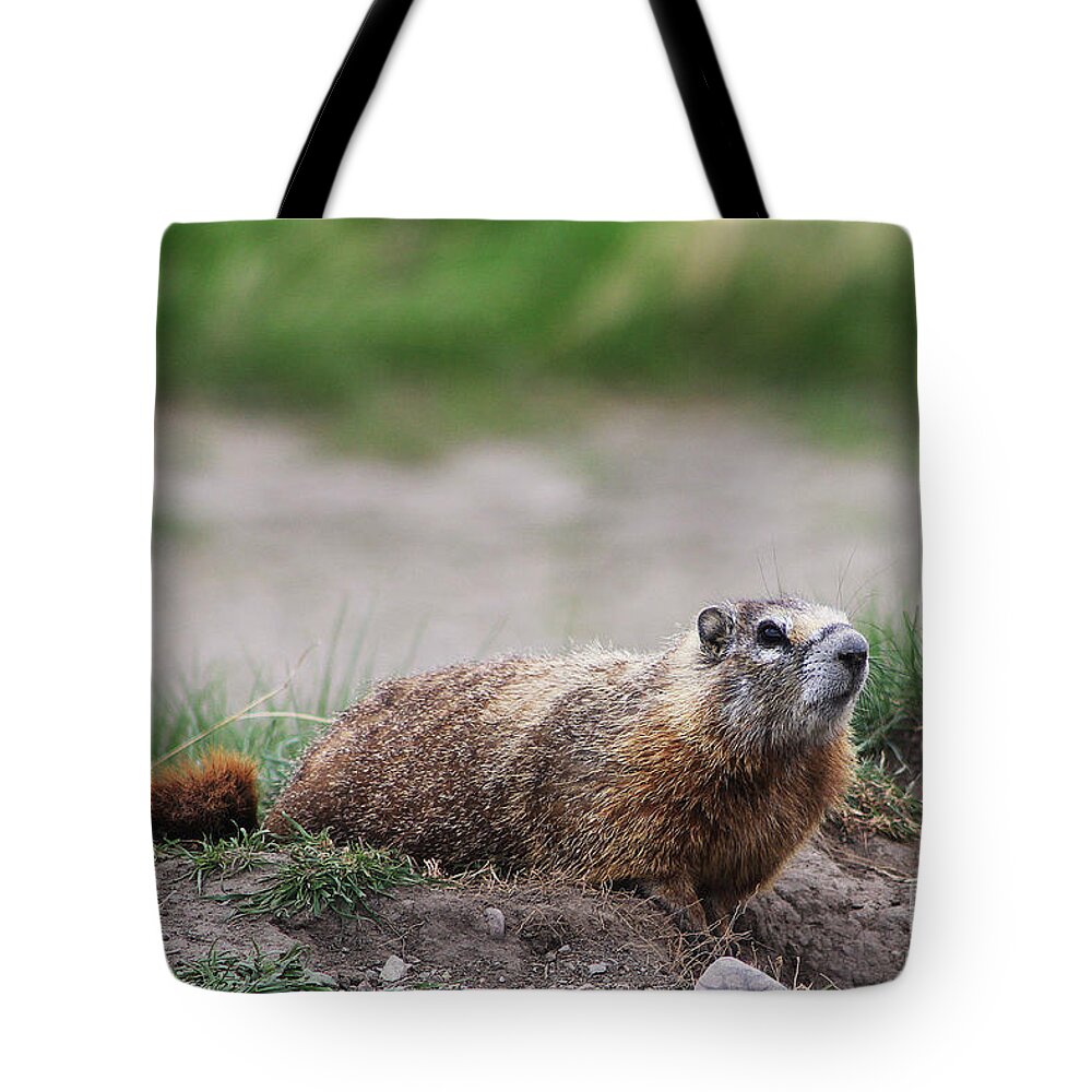 Marmot Tote Bag featuring the photograph Marmot by Alyce Taylor
