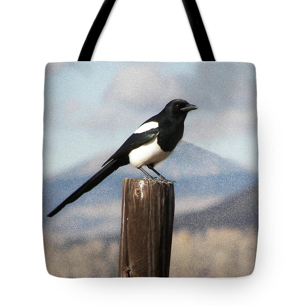  Marty The Magpie Tote Bag featuring the photograph Marty's Dilema by Daniel Hebard