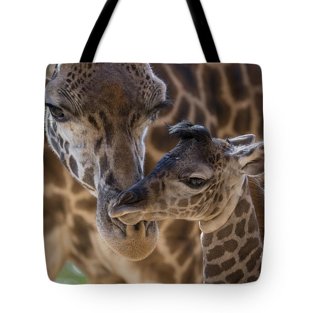San Diego Zoo Tote Bag featuring the photograph Masai Giraffe And Calf by San Diego Zoo