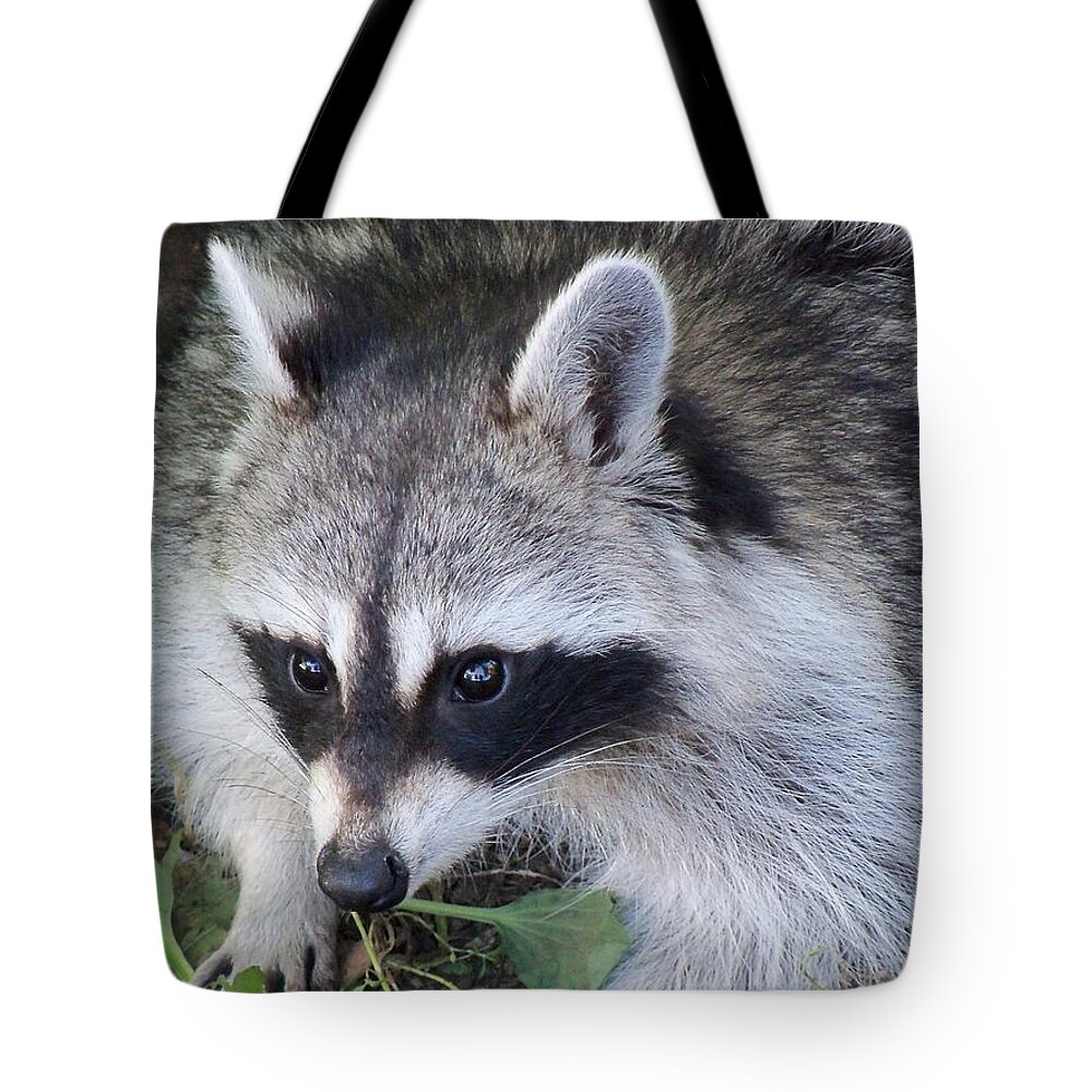 Mammals Tote Bag featuring the photograph Masked Bandit in The City by Lingfai Leung