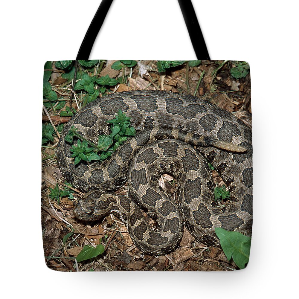 Animal Tote Bag featuring the photograph Massasauga Rattlesnake by Karl H. Switak