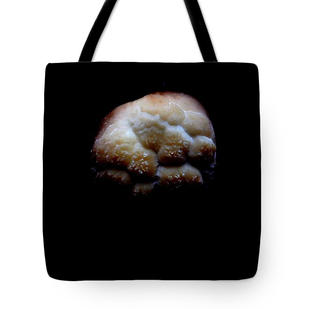 Fungus Tote Bag featuring the photograph Mastermind by Carlee Ojeda