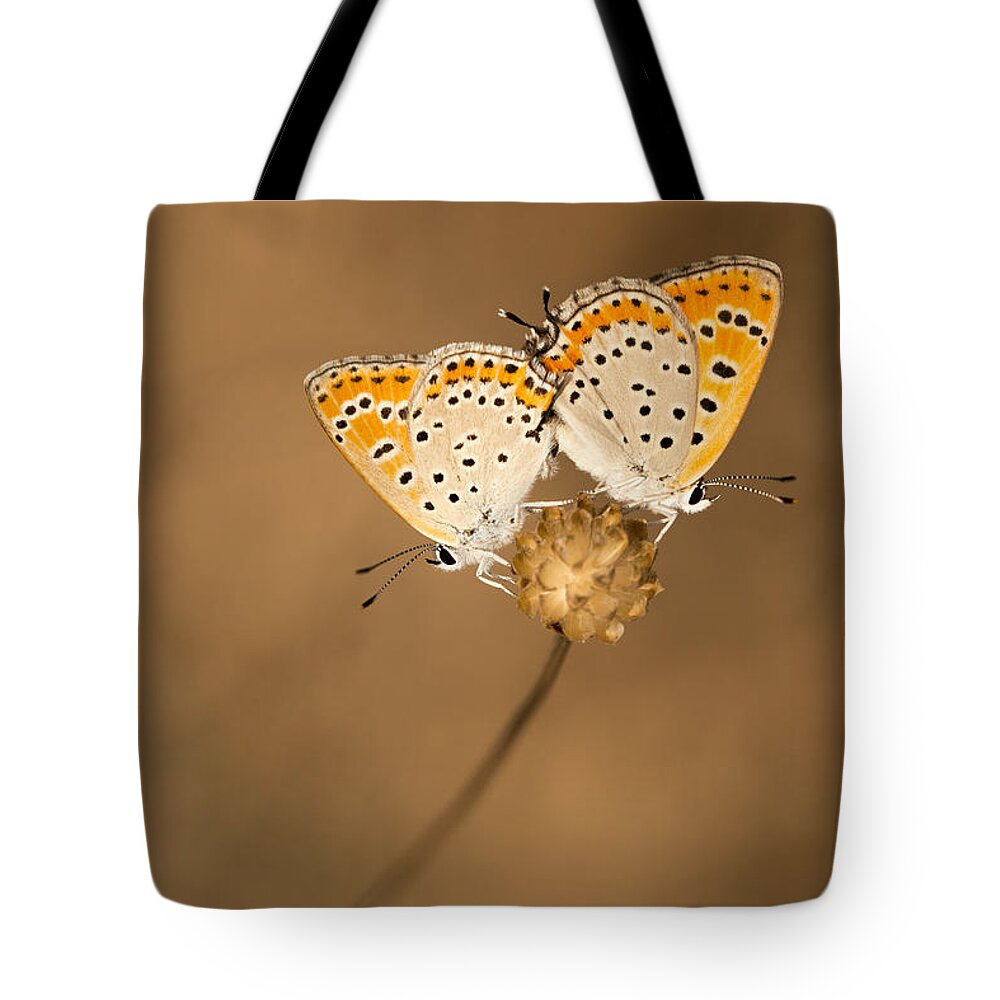 Mating Tote Bag featuring the photograph Mating butterflies by Alon Meir