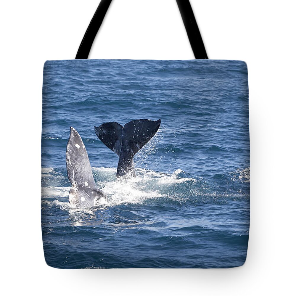 Whale Tote Bag featuring the photograph Mating Time by David Millenheft