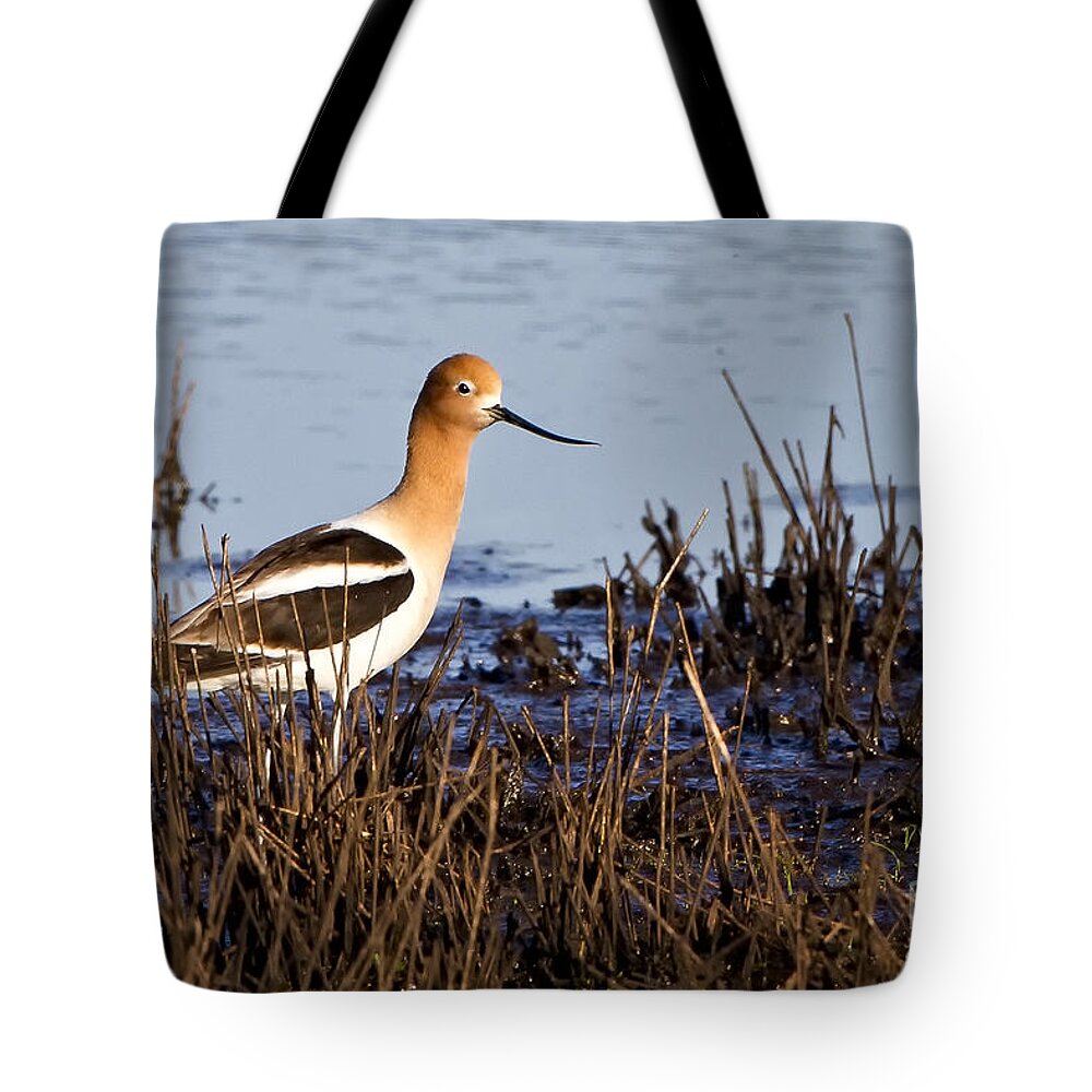American Avocet Tote Bag featuring the photograph Mating Time by Ronald Lutz
