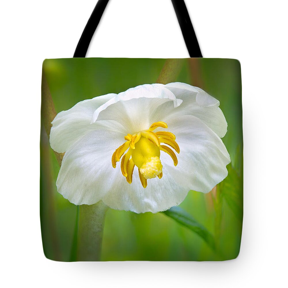 Mayapple Flower Tote Bag featuring the photograph Mayapple flower by Carolyn Derstine
