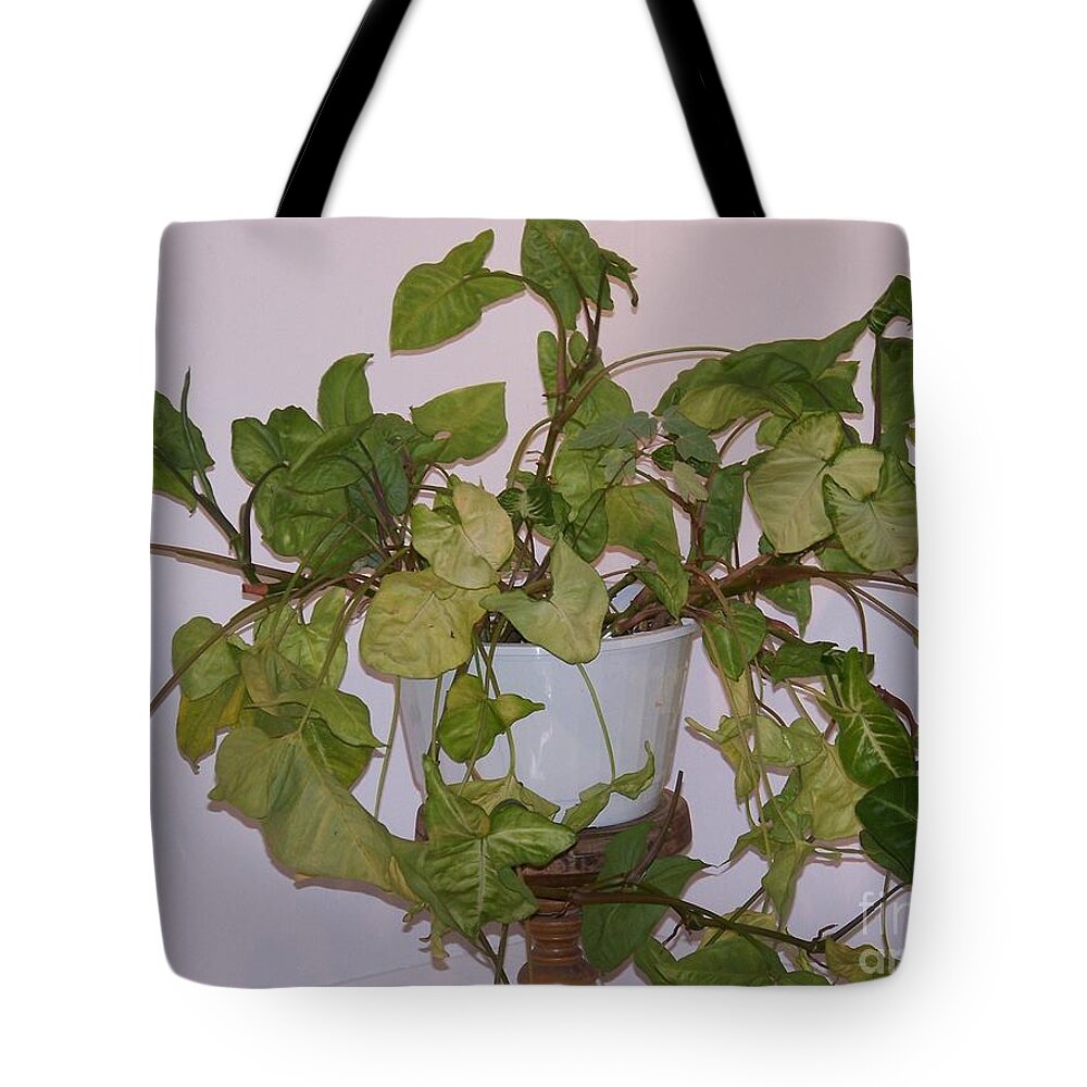 Plant Tote Bag featuring the photograph Me And My Shadow by Jackie Mueller-Jones
