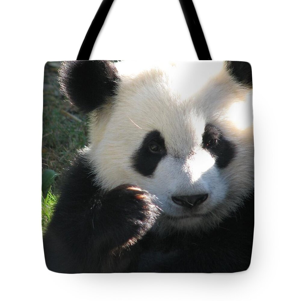 Panda Bear Tote Bag featuring the photograph Mei Lan Giant Female Panda by Cleaster Cotton