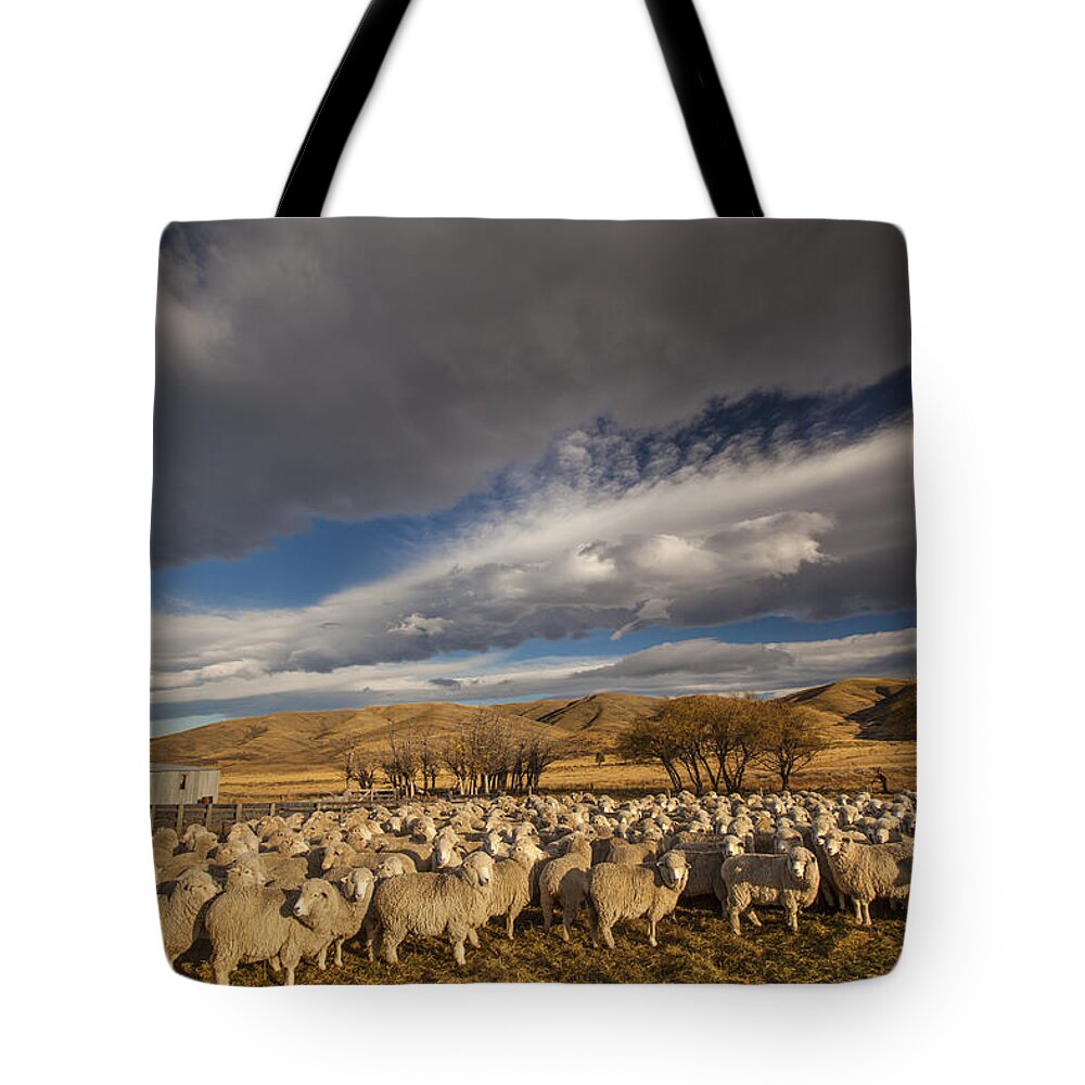 Feb0514 Tote Bag featuring the photograph Merino Sheep Otago New Zealand by Colin Monteath