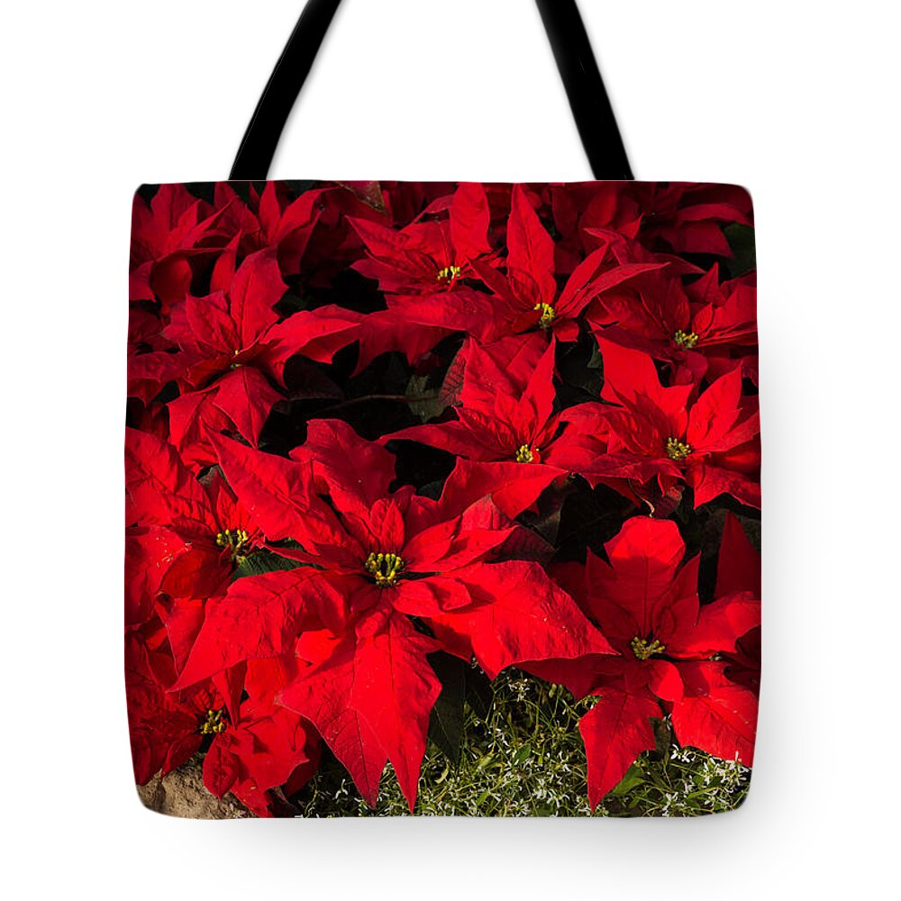 Georgia Mizuleva Tote Bag featuring the photograph Merry Scarlet Poinsettias Christmas Star by Georgia Mizuleva