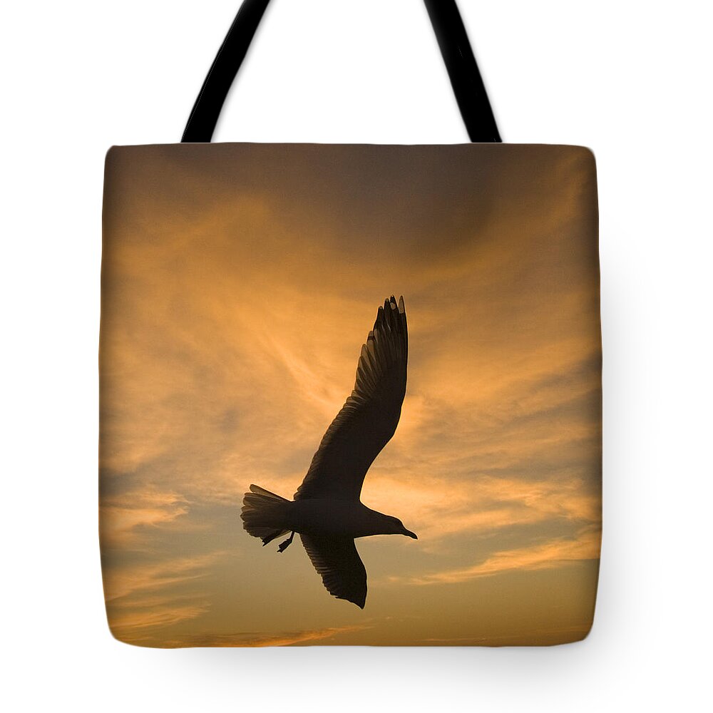 Feb0514 Tote Bag featuring the photograph Mew Gull At Sunset La Jolla California by Tom Vezo