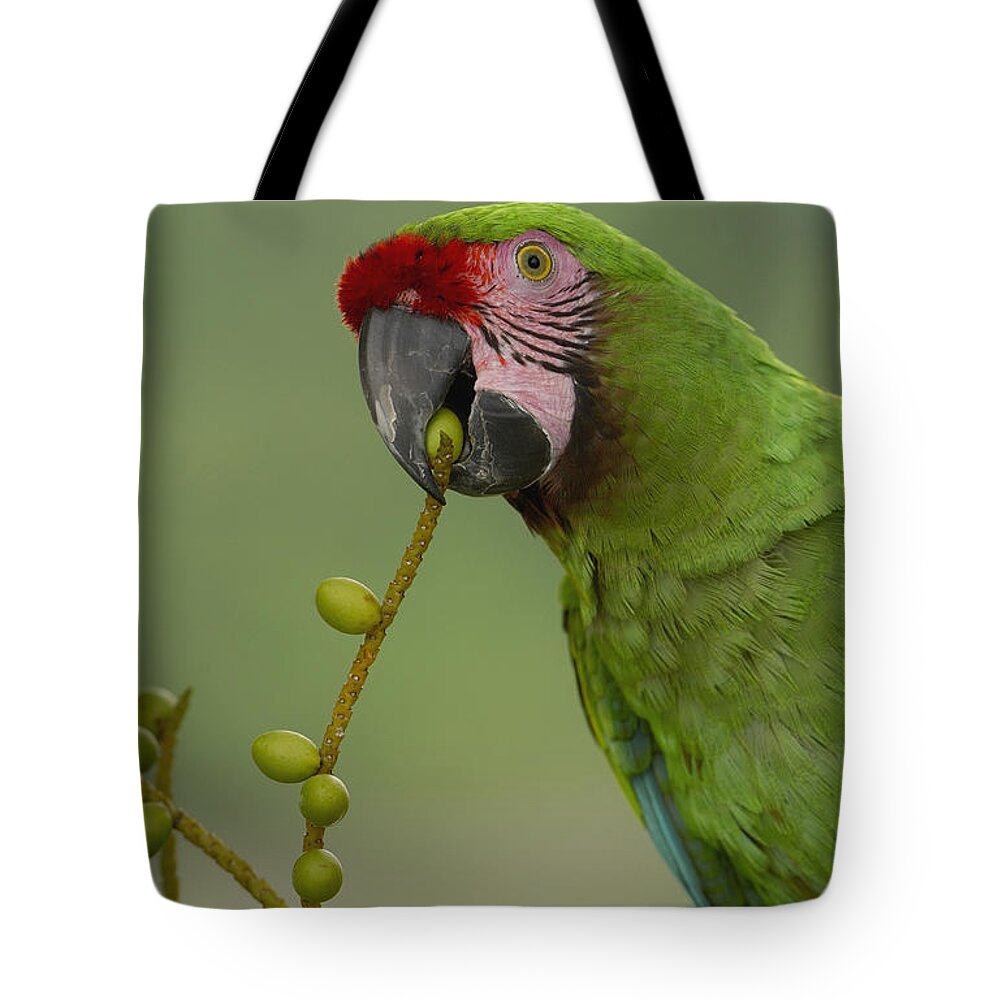 Feb0514 Tote Bag featuring the photograph Military Macaw Feeding On Palm Fruit by Pete Oxford