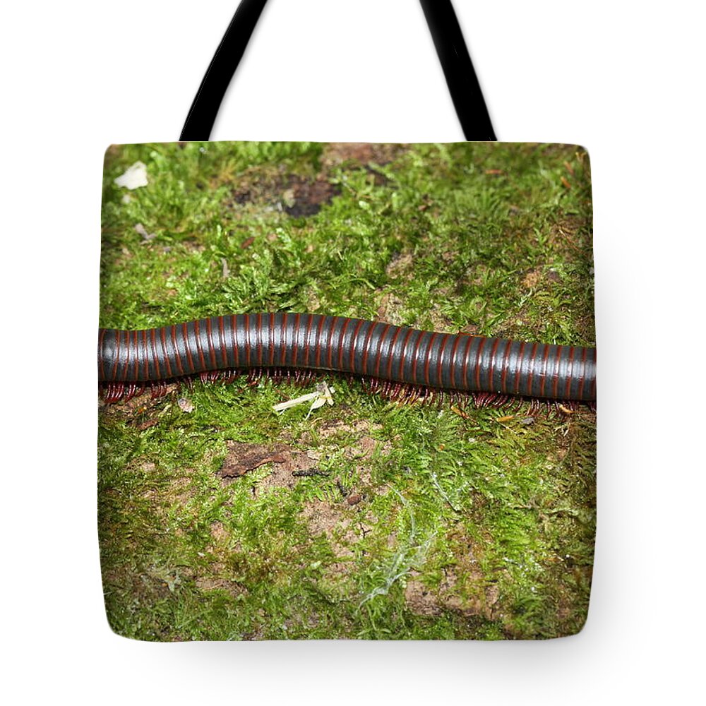 Millipede Tote Bag featuring the photograph Millipede by Doris Potter