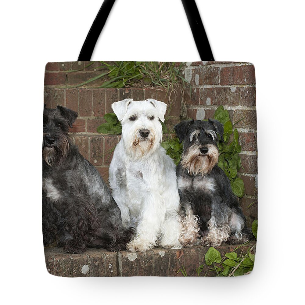 Dog Tote Bag featuring the photograph Miniature Schnauzers by John Daniels