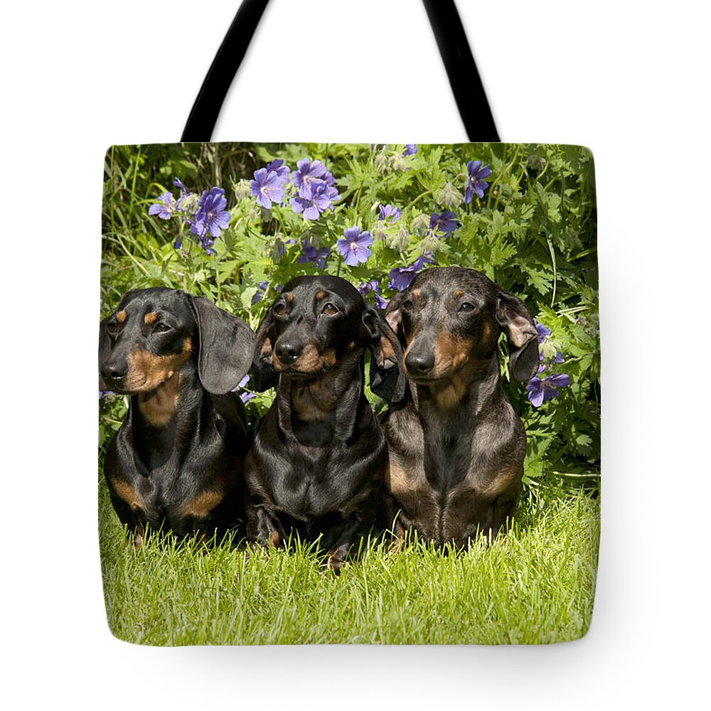 Dachshund Tote Bag featuring the photograph Miniature Short-haired Dachshunds by John Daniels
