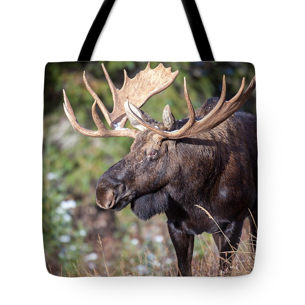 Wildlife Tote Bag featuring the photograph Mission by Kevin Dietrich
