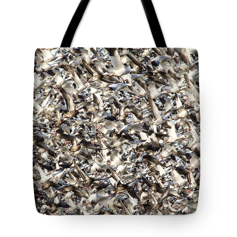 Steven Bateson Tote Bag featuring the photograph Missouri Snow Geese Chaos by Steven Bateson