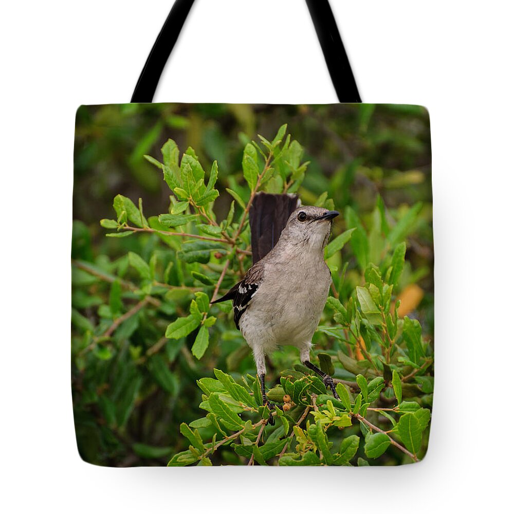 Bird Tote Bag featuring the photograph Mockingbird in tree by John Johnson