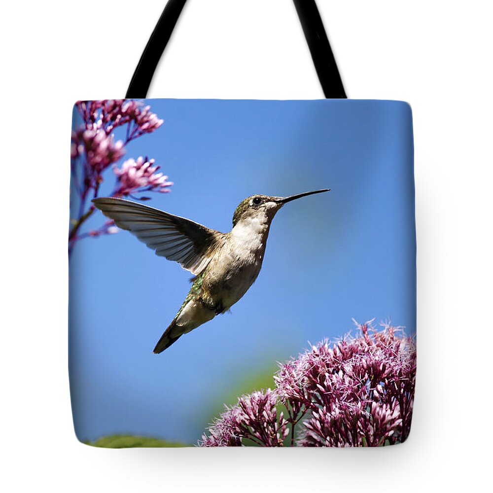 Hummingbird Tote Bag featuring the photograph Modern Beauty by Christina Rollo