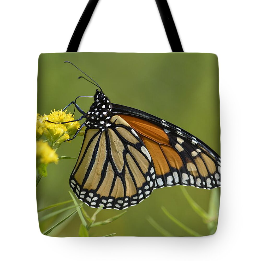 Wildflowers Tote Bag featuring the photograph Monarch 2014 by Randy Bodkins