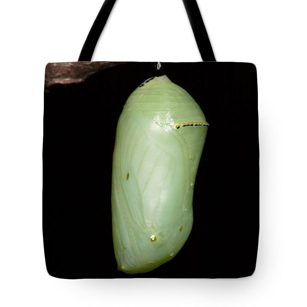 Clarence Holmes Tote Bag featuring the photograph Monarch Butterfly Chrysalis I by Clarence Holmes